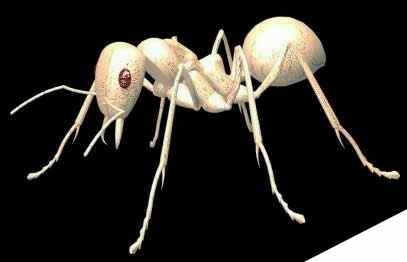 深入了解3DMAX建模技术--蚂蚁实例（上）