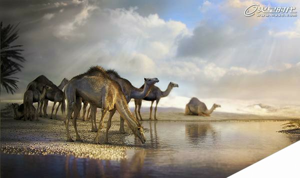 3DSMAX制作沙漠里的骆驼 来客网 3DSMAX建模教程
