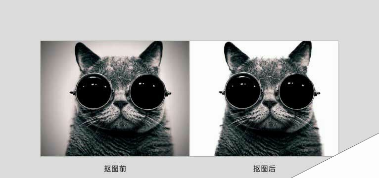 ps巧用通道抠图完美抠出一张戴着眼镜的猫咪图片教程