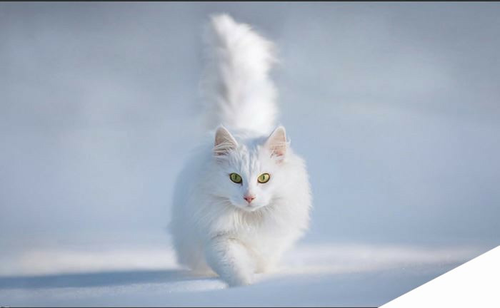ps精细抠图利用调整边缘快速抠出白色可爱猫咪图片教程