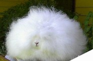 ps毛茸茸的动物怎么抠图 完美抠出安哥拉长毛肥兔图片教程