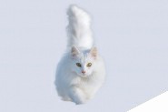ps精细抠图利用调整边缘快速抠出白色可爱猫咪图片教程