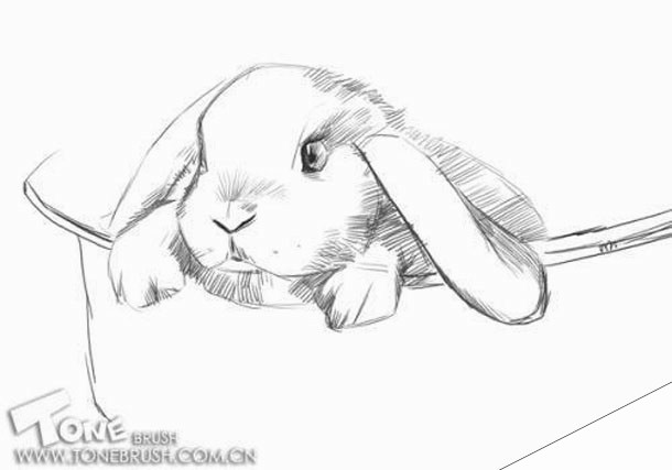 Painter绘制兔子插画 来客网 painter教程
