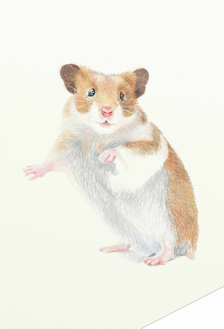 painter绘制一只可爱的老鼠 来客网 painter教程
