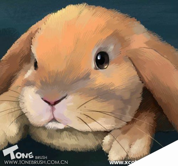Painter绘制兔子插画 来客网 painter教程