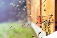 Hidden Bee是如何利用新型漏洞进行传播
